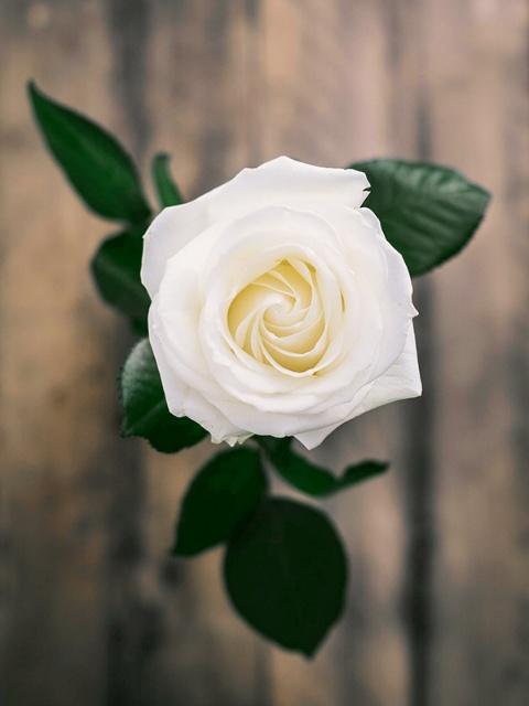Closeup of a white rose